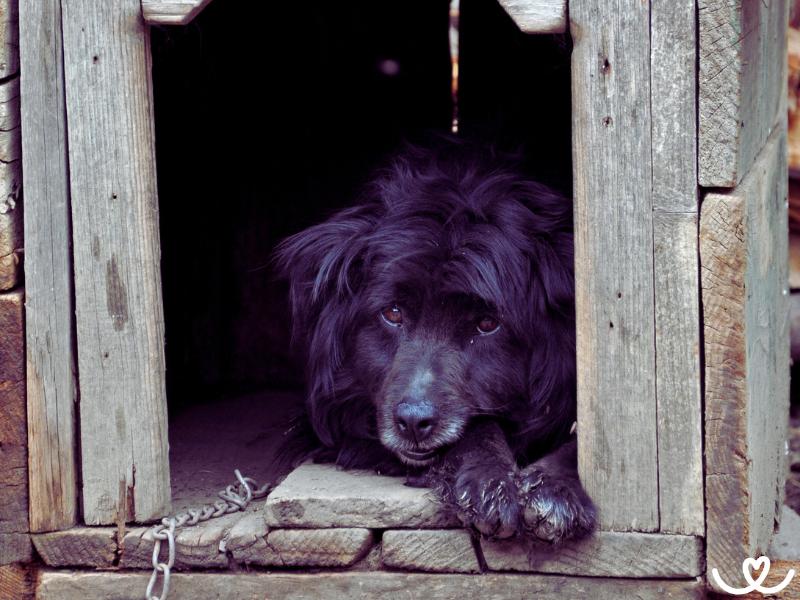 Jak-chovat-psa-venku (7)